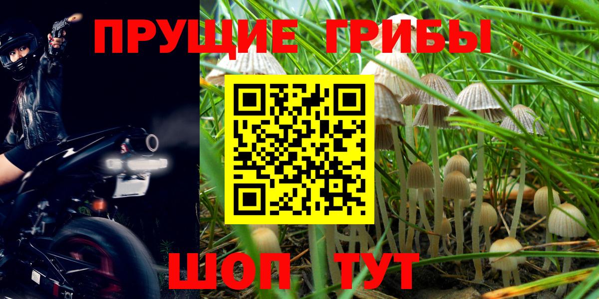 Старая Купавна  Галлюциногенные грибы Cubensis  Вход с VPN 